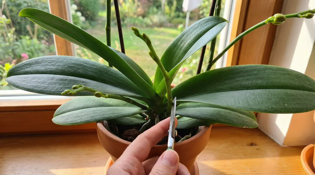 Una mano taglia uno stelo di orchidea in vaso con una forbice da giardinaggio